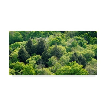 Brenda Petrella Photography Llc 'Fifty Shades Of Green' Canvas Art,16x32